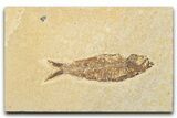 Detailed Fossil Fish (Knightia) - Wyoming #345386-1